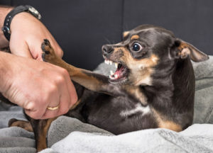 An aggressive dog trying to bite a person.