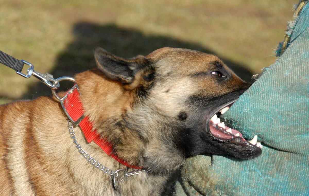 what happens if dog bites mailman