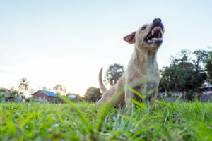 Understanding Dog Bite Laws in California